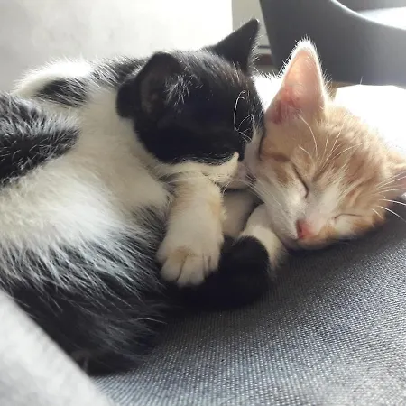 Large With Pool And Garden *