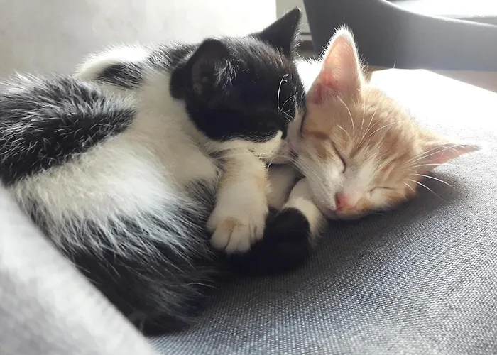 Large With Pool And Garden *